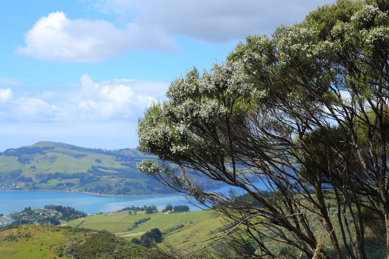 Arbre de Manuka Leptospermum Scoparium de Nouvelle-Zélande en floraison avec ses fleurs blanches donnant sur les collines vertes de la péninsule d'Otago et le port de Dunedin, ciel bleu.