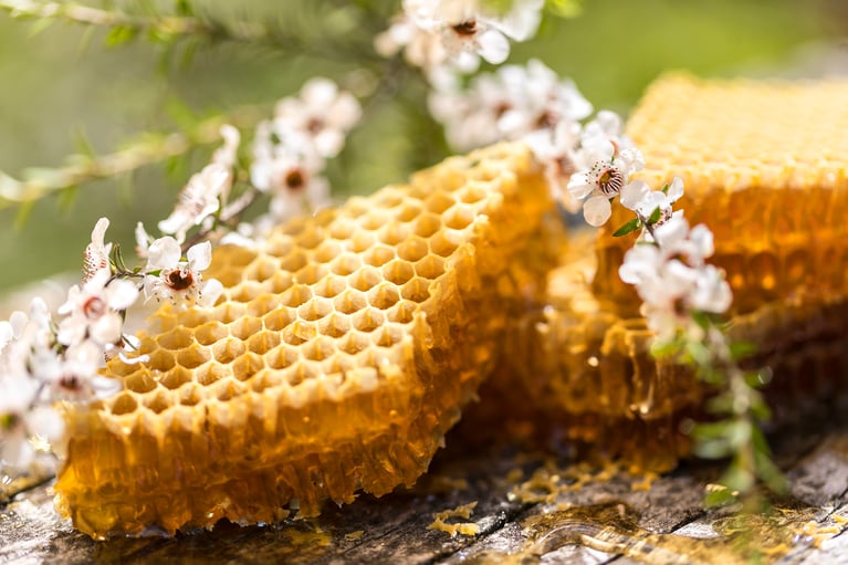 Miel de Manuka UMF et NPA 10+ en rayon de Miel avec alvéoles et fleurs blanches de Manuka de Nouvelle-Zélande sur une table en bois avec un éclairage lumière naturelle