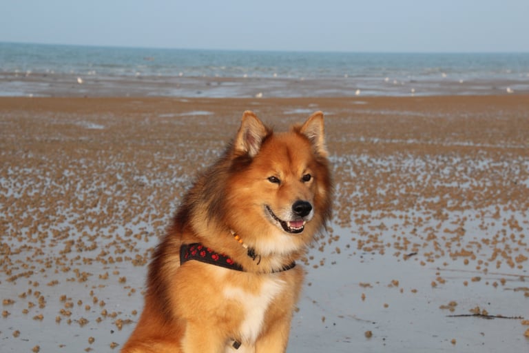 Lapinkoira Mikko Normandie 2014