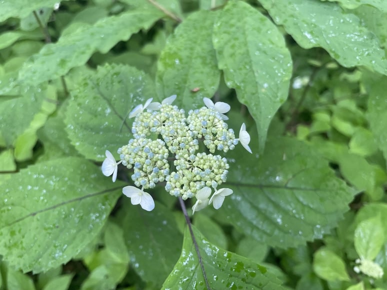 長野県 松本市 長野市 飯綱高原 建築設計事務所 建築家 news設計室 丸山和男 別荘設計 飯綱山荘Ⅲ(長野市) 山アジサイ
