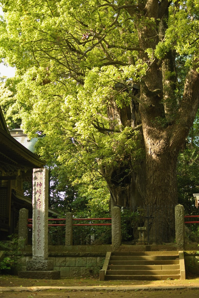 発酵の里こうざき 神崎神社 なんじゃもんじゃ 国指定 天然記念物 神崎の大樟 CNS株式会社 香取市佐原 遺品整理