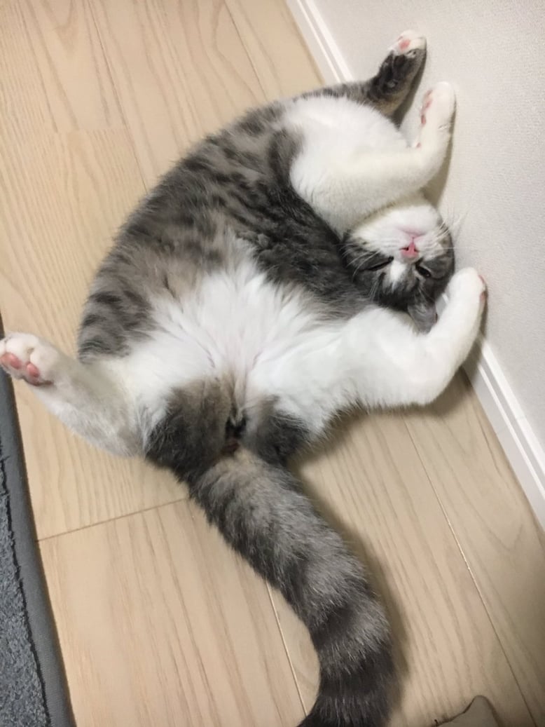 YOGA IS GOOD（POSE OF CAT）