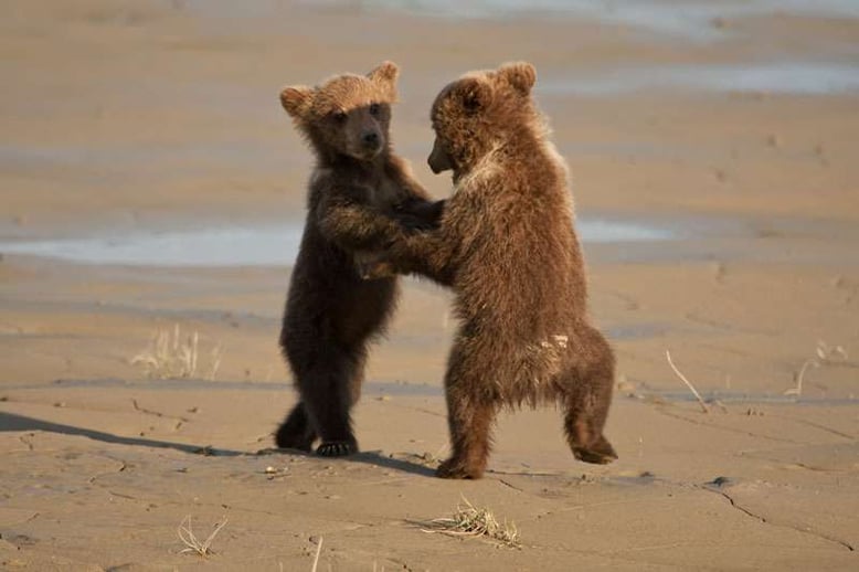 Dancing Bears