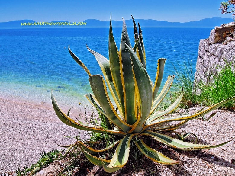 #makarska #makarskariviera #makarskabeaches #adriatic #sea #mare #meer #dalmatia #dalmazia #dalmatien #croatia #croazia #chorwacja #kroatien #apartmentspovlja #holidayapartments #vacation #vacanze #urlaub 