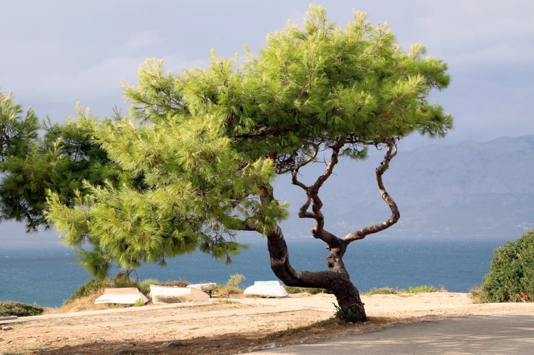 Croatia, Island Brac, Brac, Povlja, Apartments Povlja, Apartments Gracin, Holiday Apartments