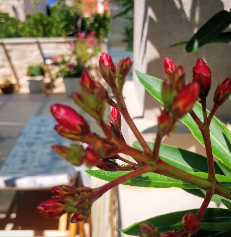 #povlja #islandbrac #wyspabrac #isolabrac #inselbrac #adriatic #sea #mare #meer #dalmatia #dalmazia #dalmatien #croatia #croazia #chorwacja #kroatien #apartmentspovlja #holidayapartments #vacation #vacanze #urlaub #flowers