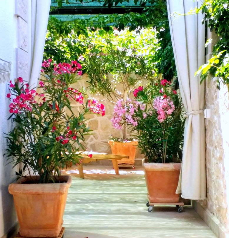 #povlja #islandbrac #wyspabrac #isolabrac #inselbrac #adriatic #sea #mare #meer #dalmatia #dalmazia #dalmatien #croatia #croazia #chorwacja #kroatien #apartmentspovlja #holidayapartments #vacation #vacanze #urlaub #flowers #bougainvillea