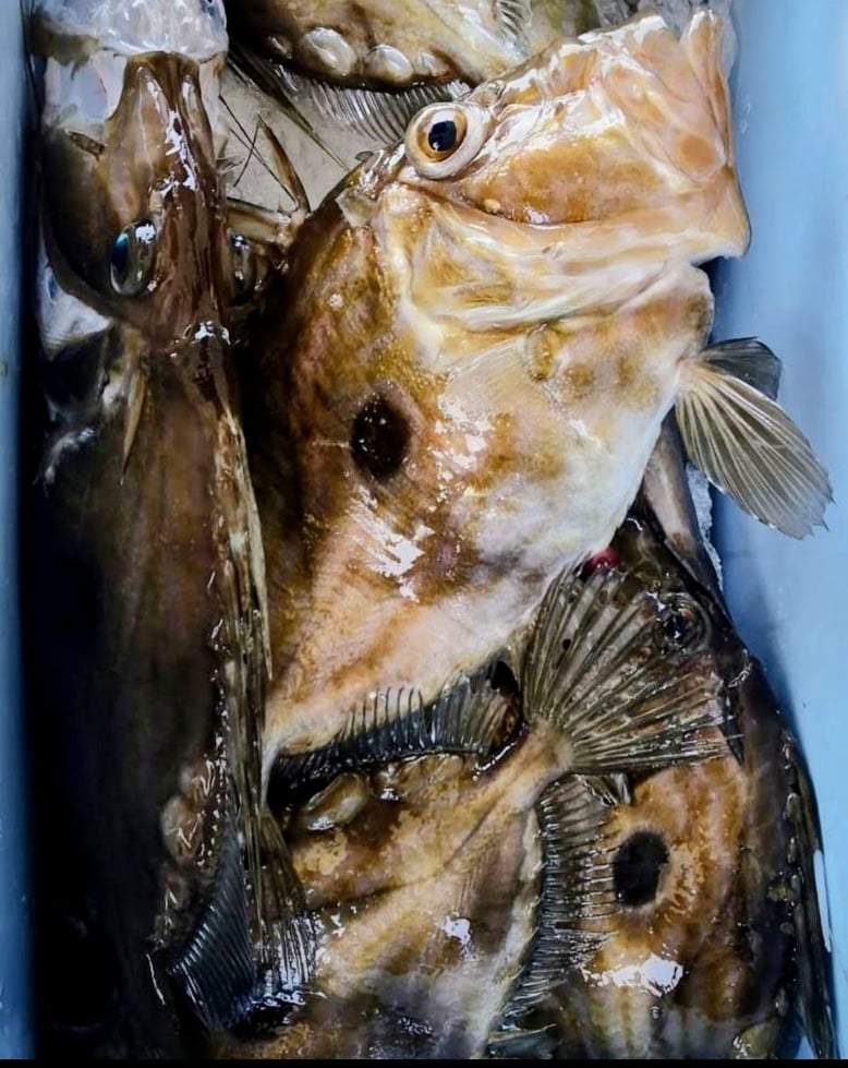 IMG-20211227-WA0004_2  