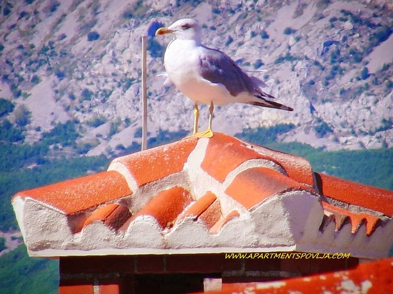 IMG_20171207_152415_278_1 