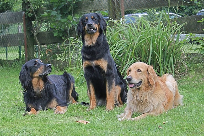 Familienfoto, von links nach rechts: Papa Marlon v. Illtal; Töchterchen Annabelle v. Silberdistelwald, Mutter Aysel v. Hof der Vielfalt (wobei der Vater etwas fassungslos wirkt, ob der Verwandschaft mit Annabelle)