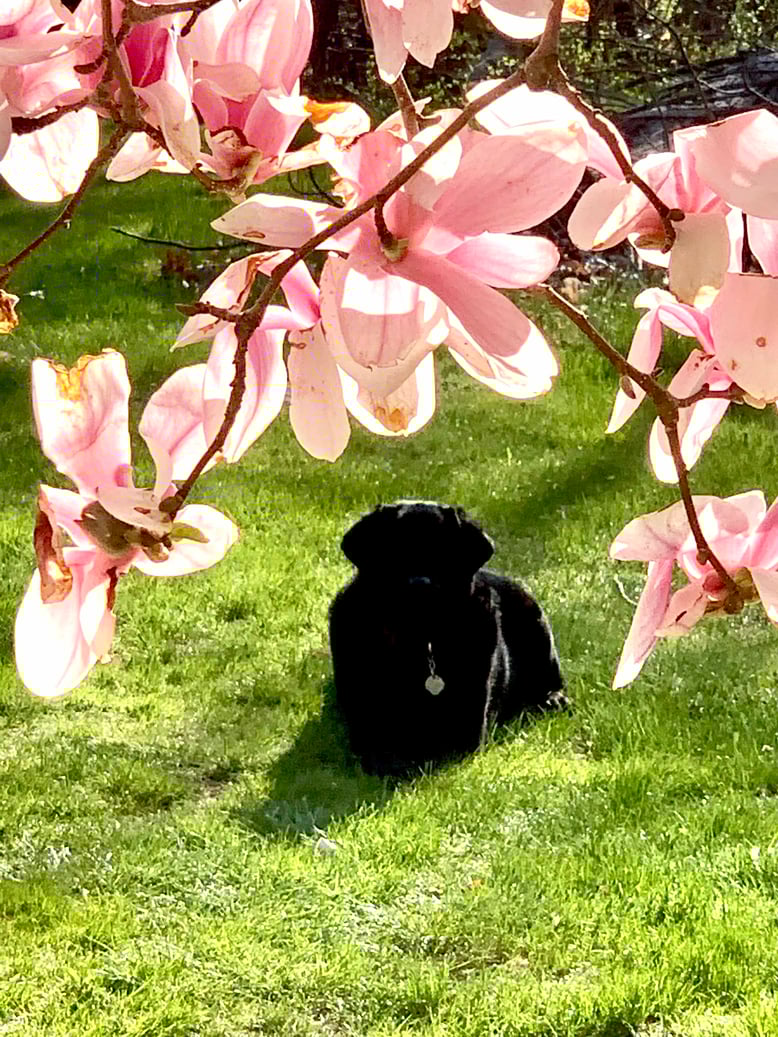 Click image to see the CADD class information at CSTAlliance.com