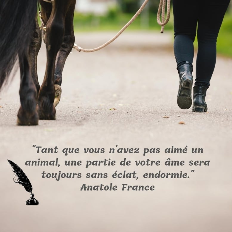 thérapie-brève-cheval-citation