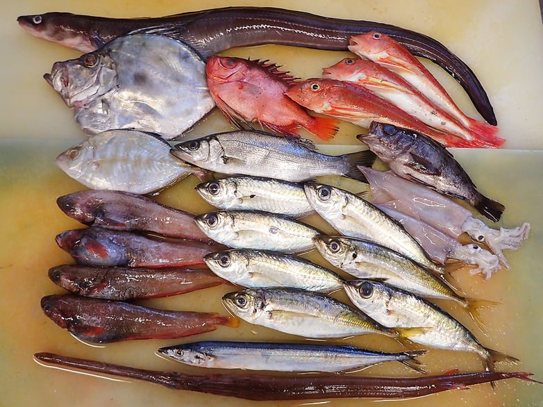 未利用魚　大船渡　宮城県