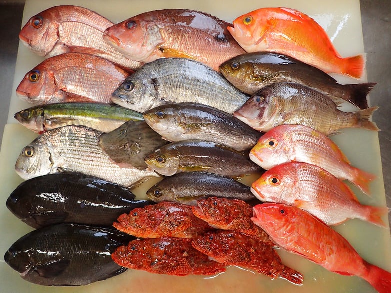 SDGs　未利用魚　寿司　出前