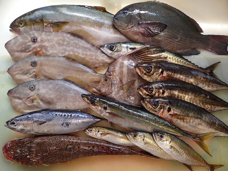 荒川区東尾久　デリバリー　寿司