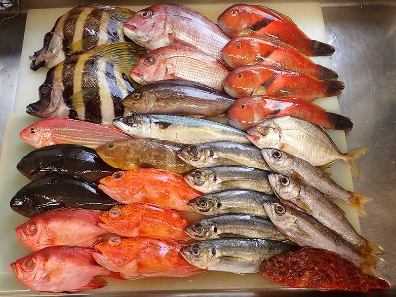 五島列島の魚　未利用魚