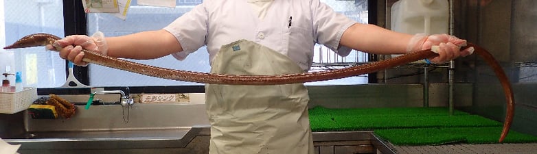 ダイナンウミヘビ 未利用魚