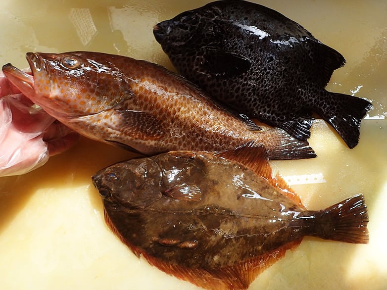 愛知県伊勢湾からの産地直送便。今回は高級魚ばかりです！