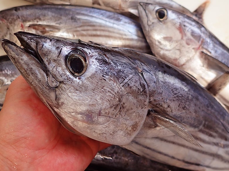 カツオ　産地直送便　宅配寿司　出前館