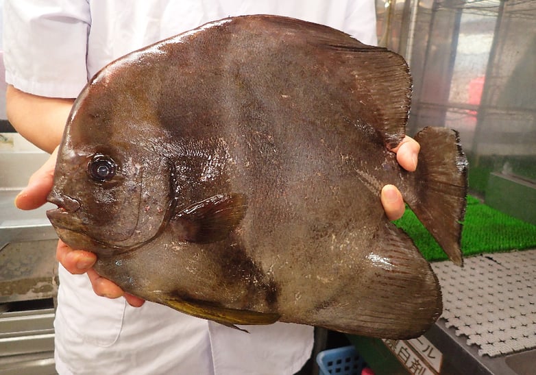 ツバメウオの寿司　デリバリー