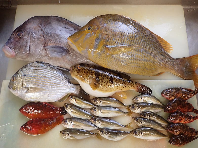 長崎県五島列島から届いた天然地魚