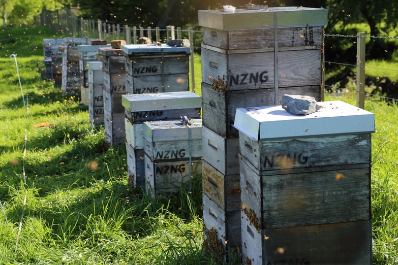 Une quinzaine de ruches alignées avec des millieurs d'abeilles autour dans un terrain vert produisant le Miel de Manuka de Nouvelle-Zélande