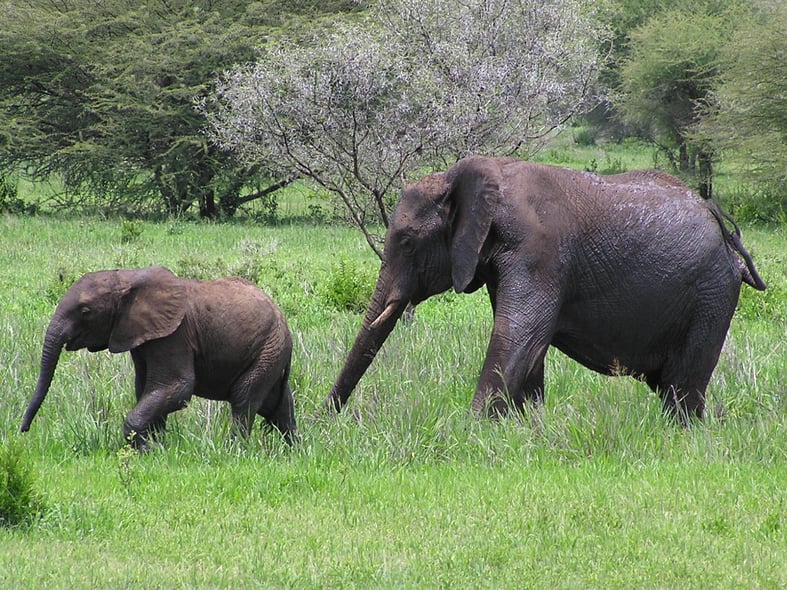 アフリカゾウの親子