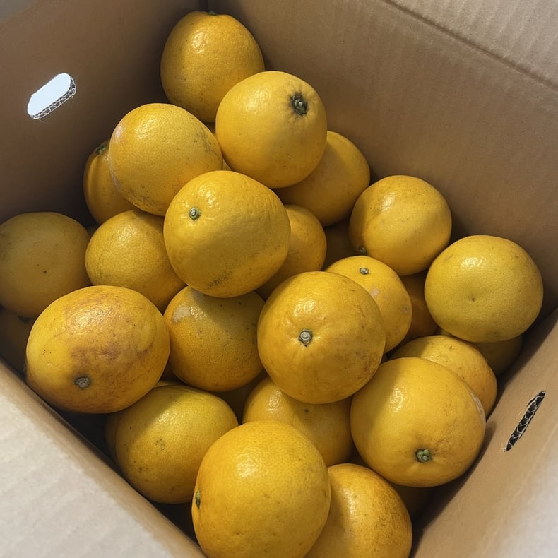 長野県　松本市　建築設計事務所　好きな果物　河内晩柑　丸山和男　お取り寄せ