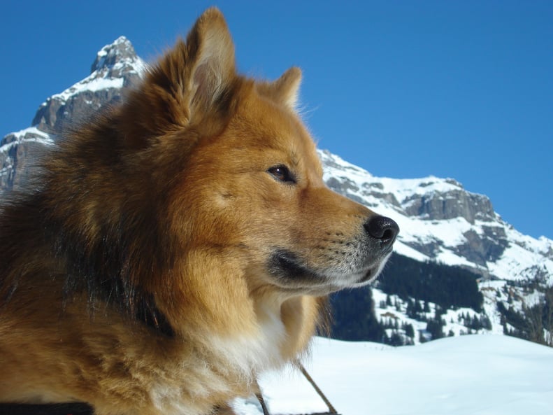 Lapinkoira Mikko in Kandersteg 2009
