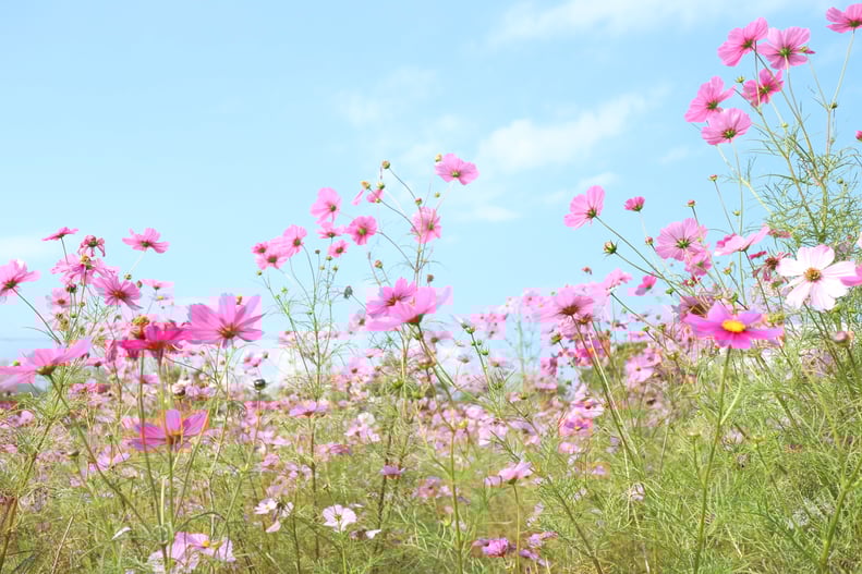 京都市下京区四条烏丸の心療内科、女医のいるメンタルクリニック、コスモス