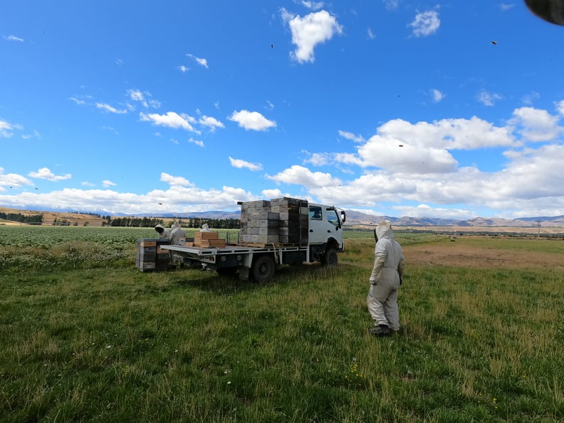 Récolte de Miel de carotte dans Central Otago, 4 apiculteurs déplacent les hausses sur un camion au milieu d'un champs de carotte à polliniser, vastes étendues verdoyantes, ciel bleu avec quelques nuages blancs, montagnes au loin