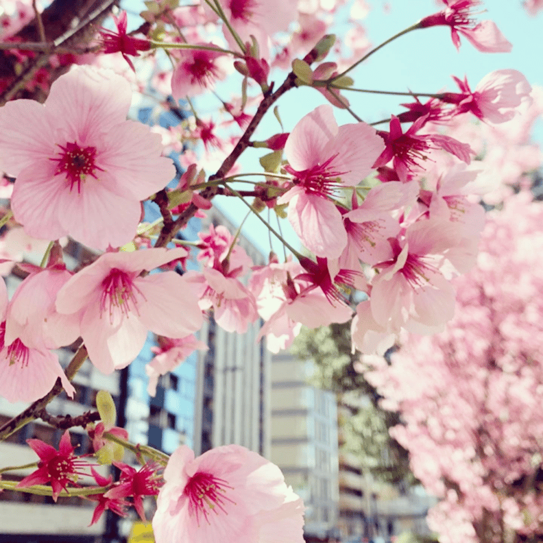 京都市下京区四条烏丸の心療内科、女医のいるメンタルクリニック、桜
