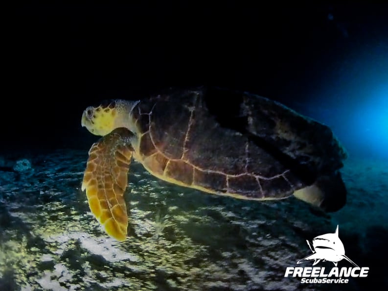 Why Every Diver Should Experience Night Diving in Playa del Carmen