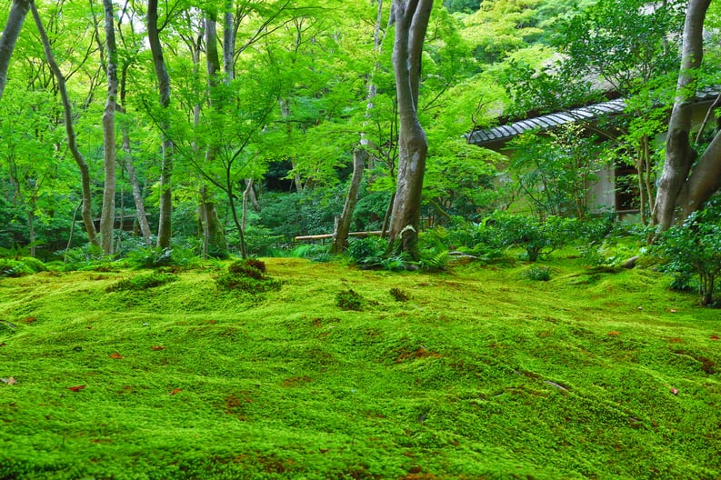 京都市下京区、心療内科、メンタルクリニック、職場メンタルヘルス、苔