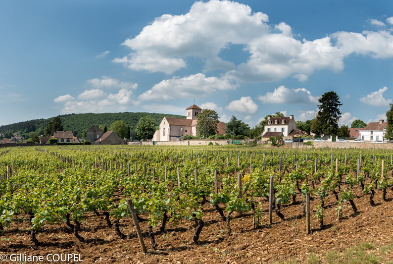 Les vignes de Gevrey Chambertin