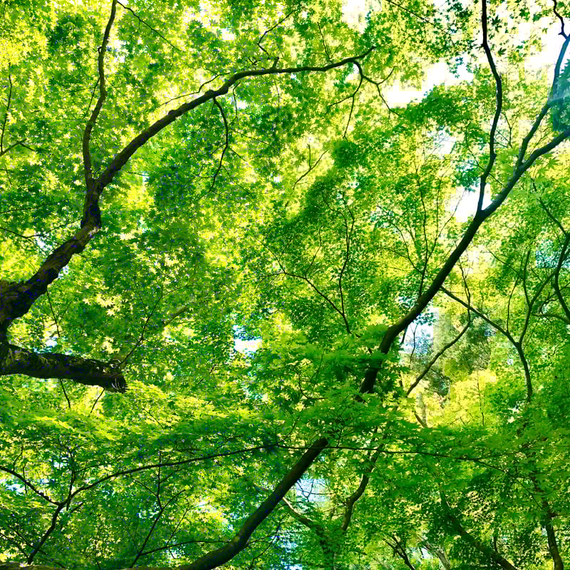 京都市下京区四条烏丸の心療内科、女医のいるメンタルクリニック、新緑