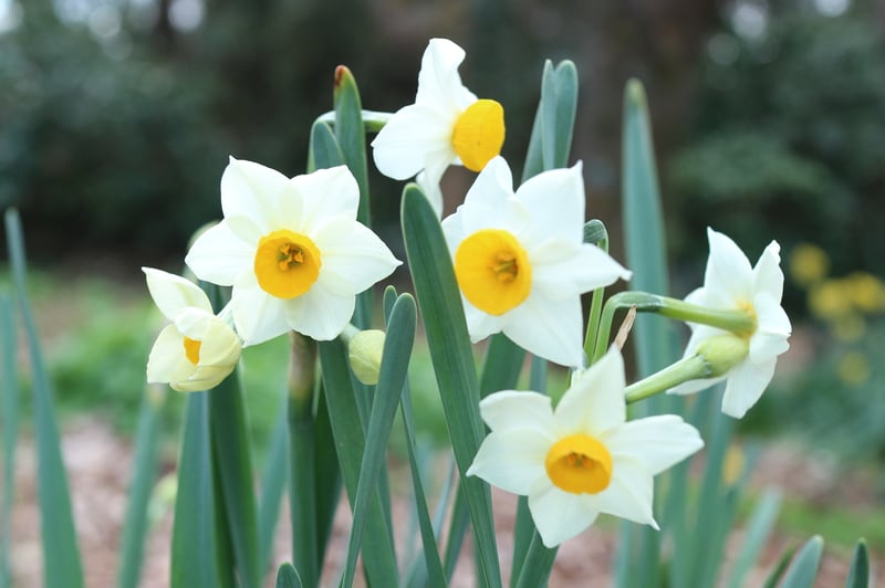 京都市下京区四条烏丸の心療内科、女医のいるメンタルクリニック、水仙