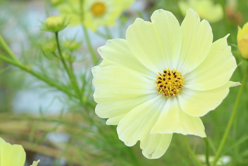 京都市下京区四条烏丸の心療内科、女医のいるメンタルクリニック、花