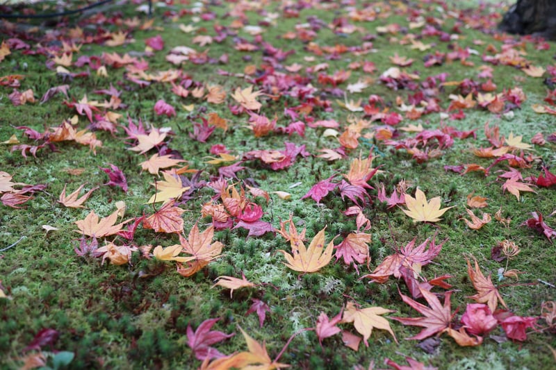 京都市下京区にある心療内科、女医のいるメンタルクリニック、緑の苔、色づいた紅葉、秋の風景