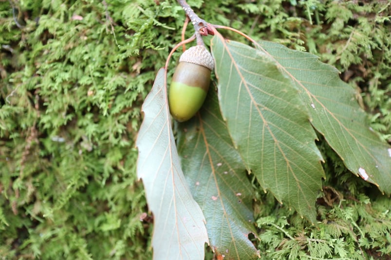 下京区四条烏丸のメンタルクリニックで面会を希望される方は、事前にアポイントをおとりください、どんぐり