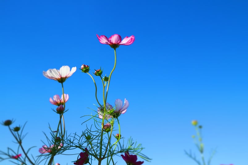下京区四条烏丸のメンタルクリニックのスタッフが感じること、コスモス
