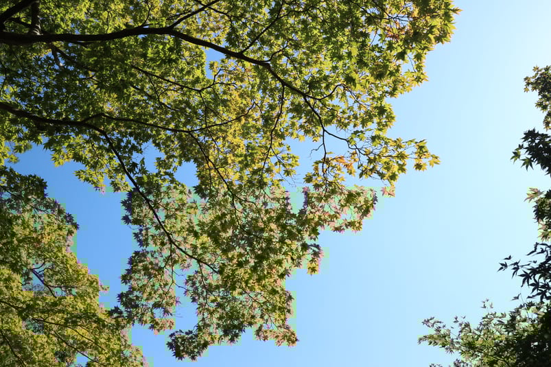 京都性暴力被害者ワンストップ相談支援センター「京都ＳＡＲＡ」との連携を始めます、緑