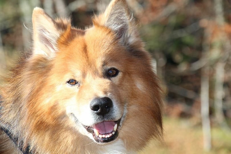 Lapinkoira Mikko 2015