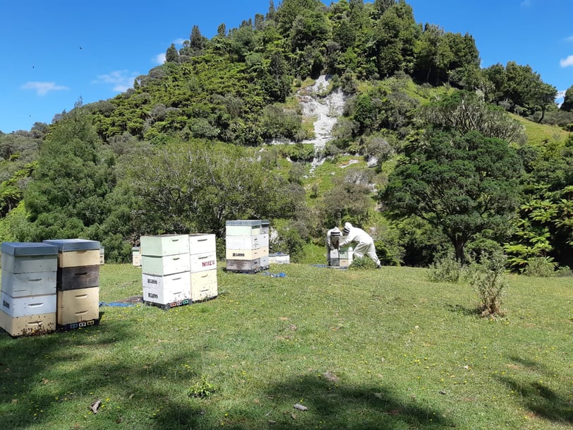 Ruches et abeilles en Nouvelle-Zélande avec deux apiculteurs levant des hausses de Miel de Manuka dans la région de Taranaki dans la forêt native, le bush
