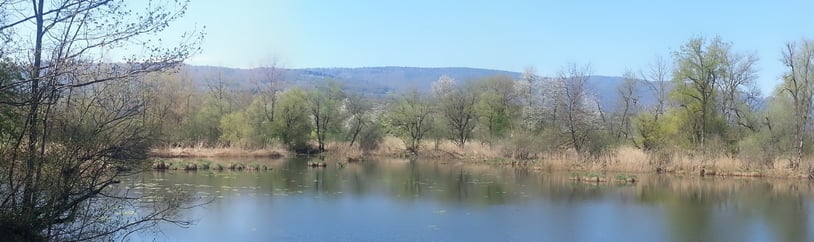 Alte Aare bei Büren an der Aare