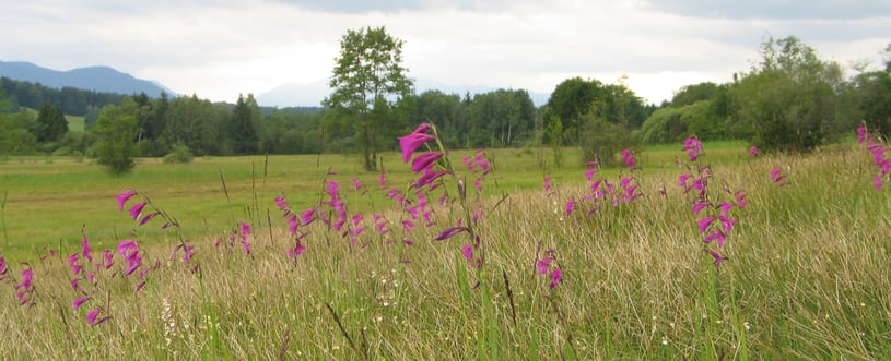 Streuwiese mit Sumpfgladiolen im Zellbachtal, Foto: Andrea Arends