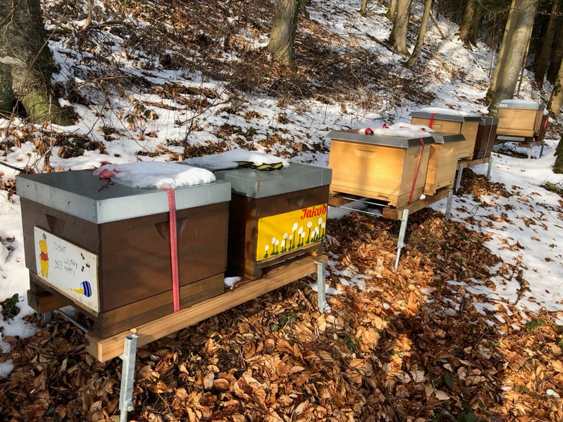 Eingeschneiter Bienenstand