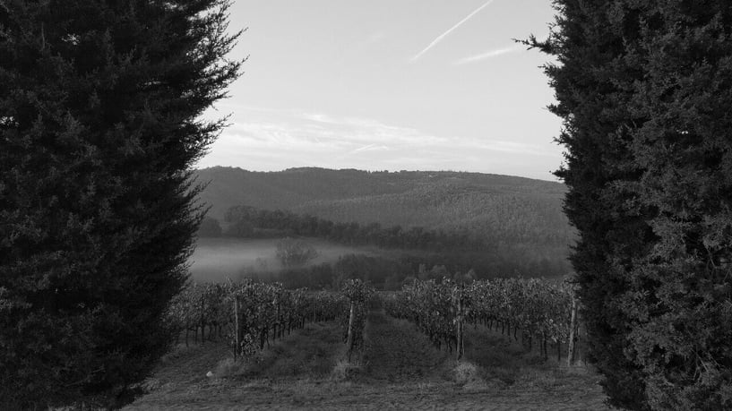 Foto in bianco e nero di paesaggio toscano all'alba con due cipressi ai lati, vigne in primo piano e colline sullo sfondo, due cipressi ai lati 
