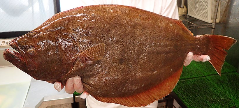 出前館　宅配寿司