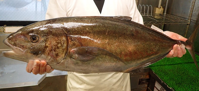 アンダマンアジ　寿司　出前